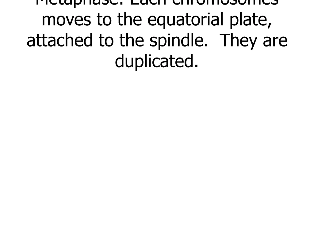 metaphase each chromosomes moves