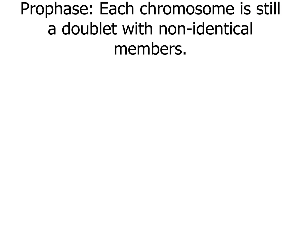 prophase each chromosome is still a doublet with