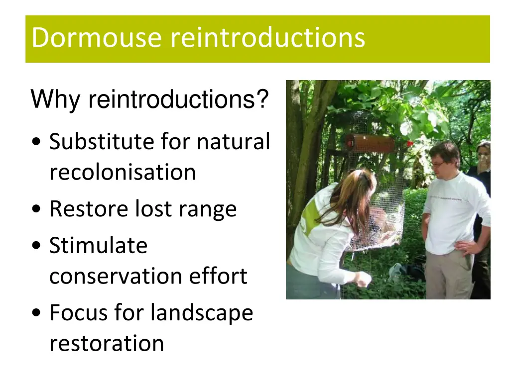 dormouse reintroductions