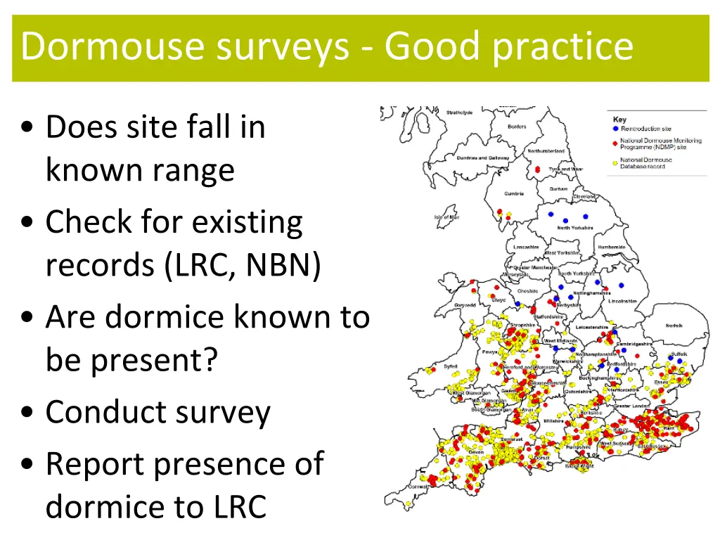 dormouse surveys good practice