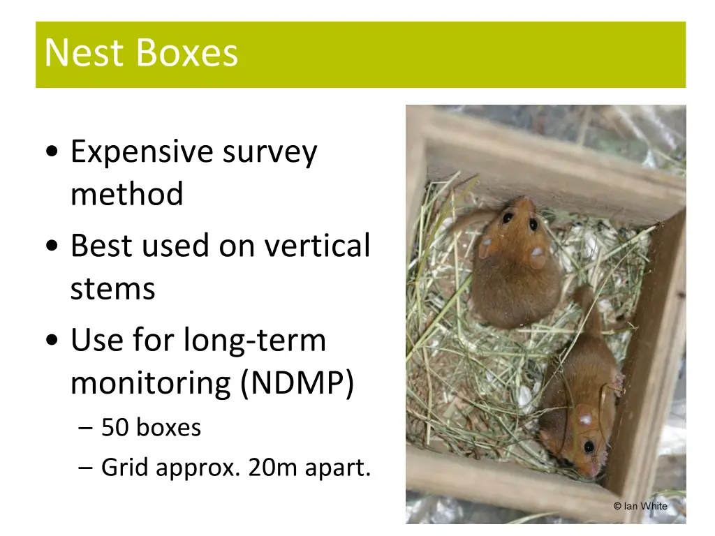 nest boxes