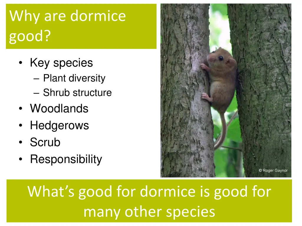 why are dormice good