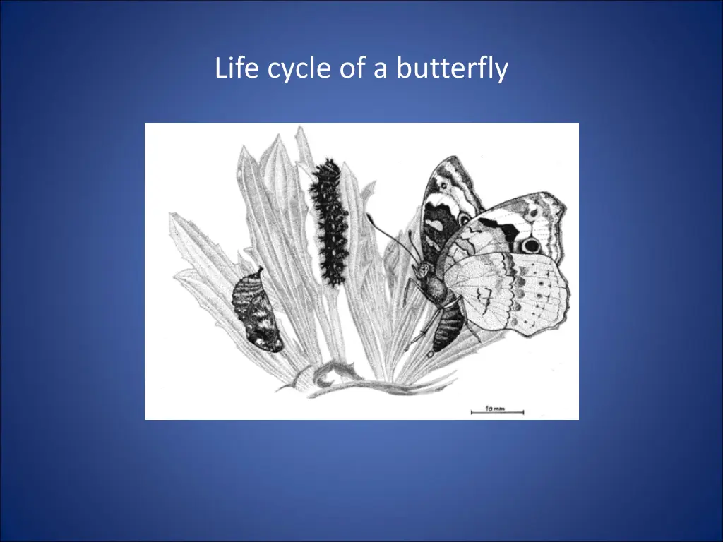 life cycle of a butterfly