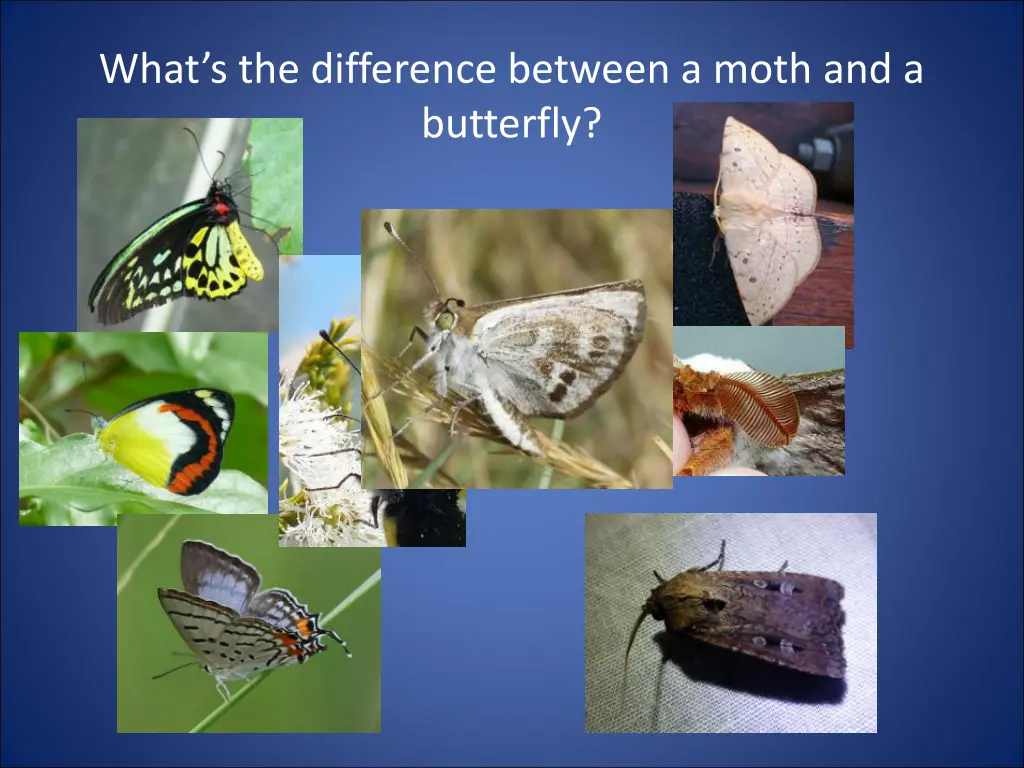 what s the difference between a moth 1