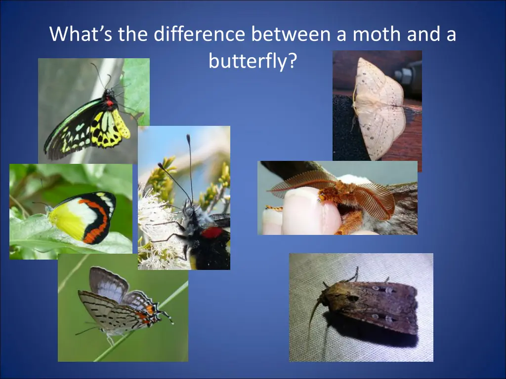 what s the difference between a moth