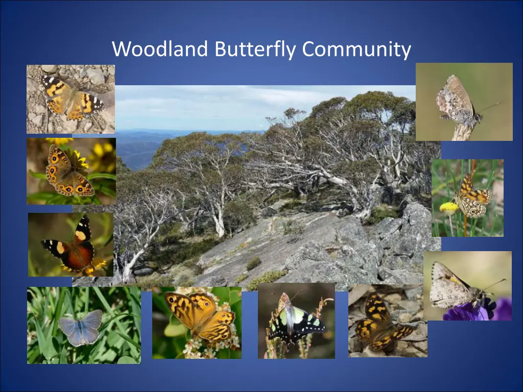 woodland butterfly community 1