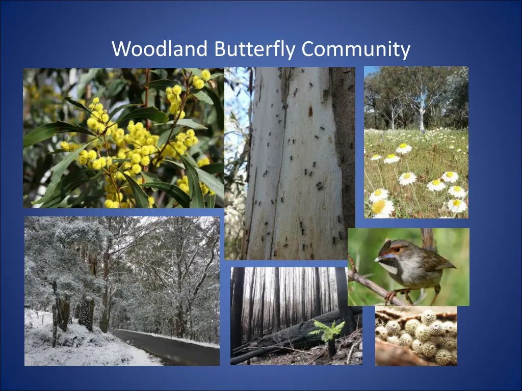 woodland butterfly community 3