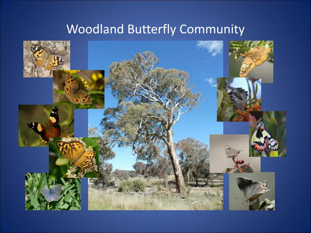 woodland butterfly community