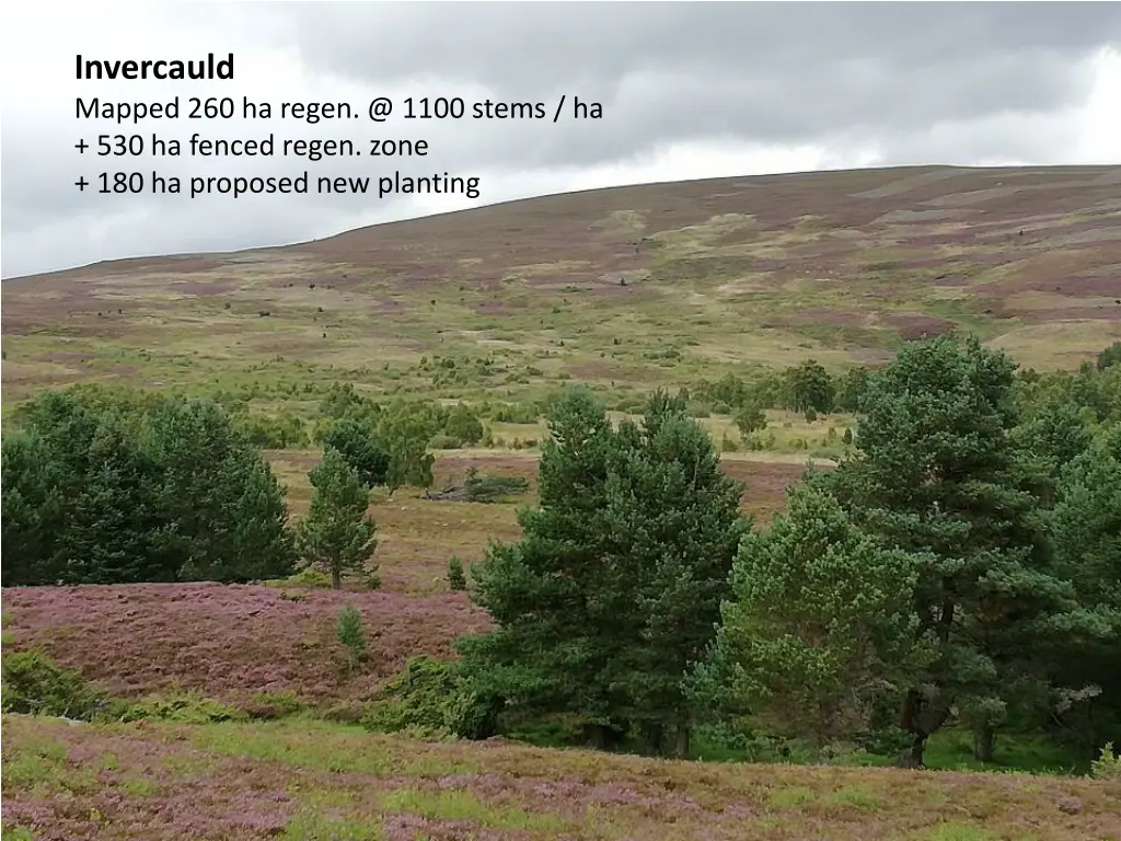 invercauld mapped 260 ha regen @ 1100 stems