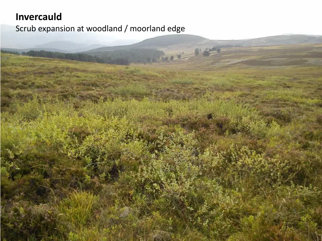 invercauld scrub expansion at woodland moorland