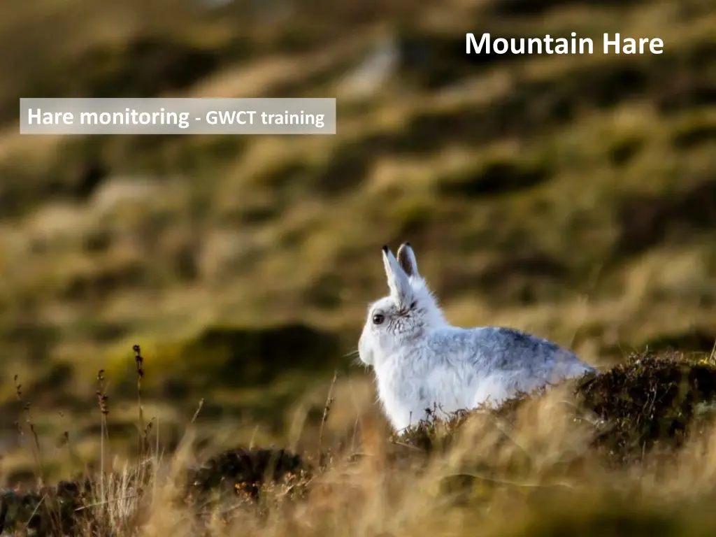 mountain hare