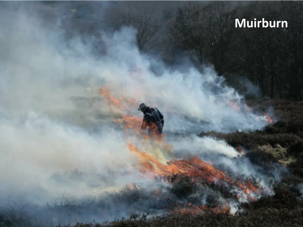 muirburn