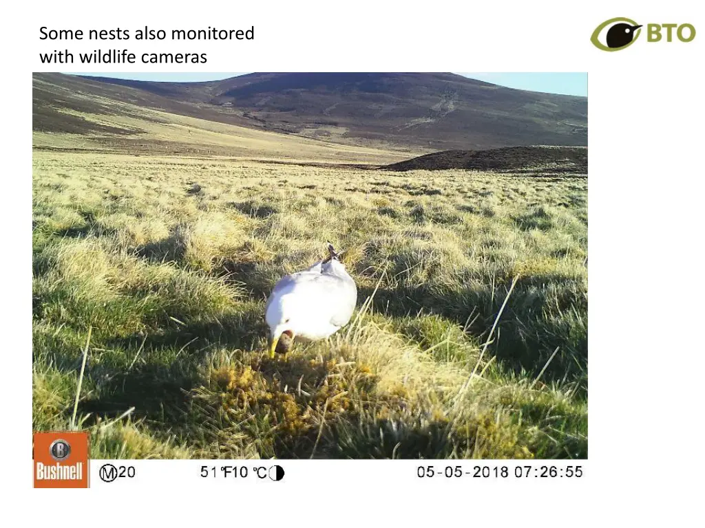 some nests also monitored with wildlife cameras