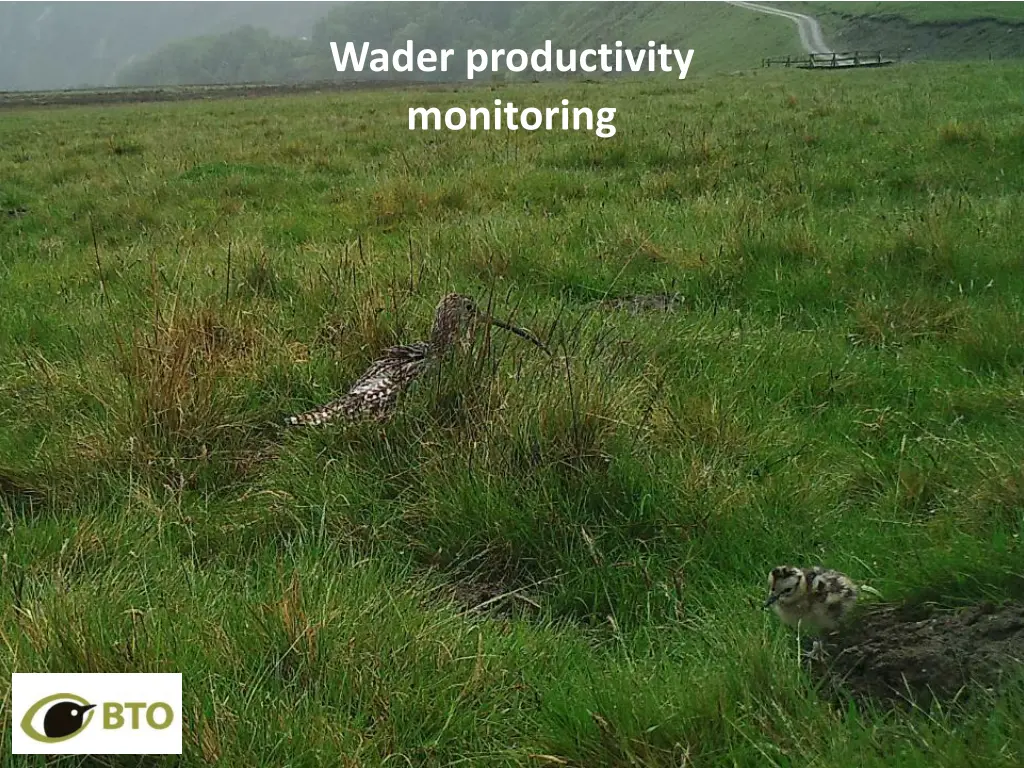 wader productivity monitoring