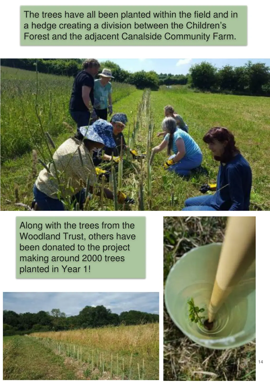 the trees have all been planted within the field