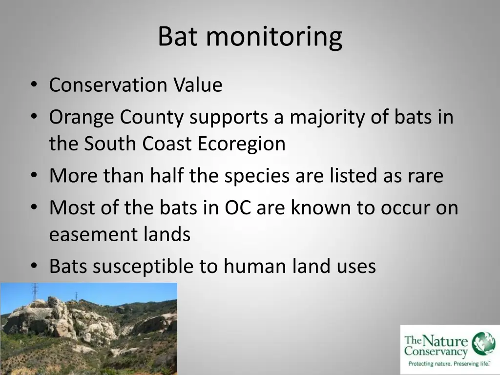 bat monitoring