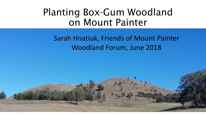 planting box gum woodland on mount painter