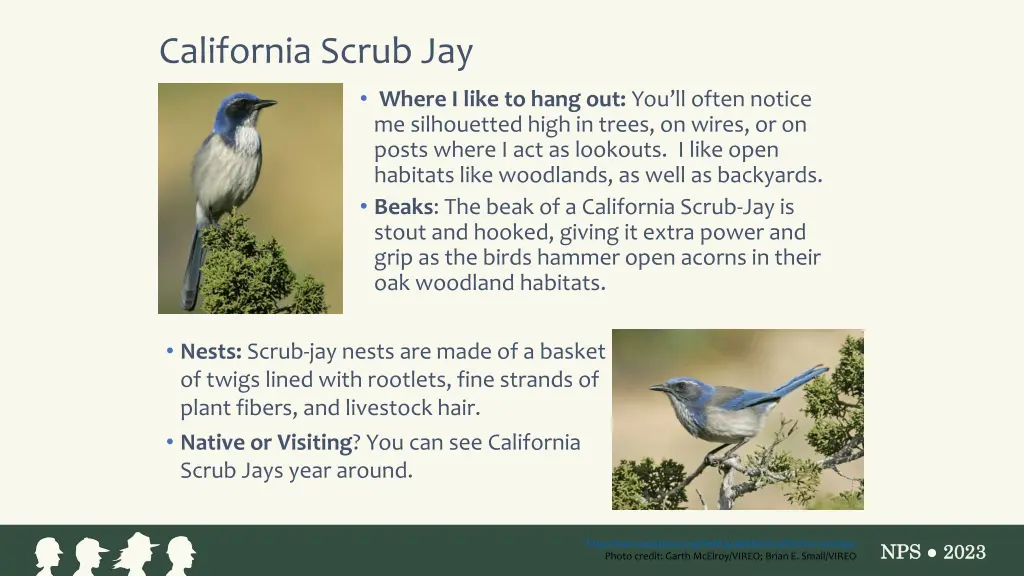 california scrub jay