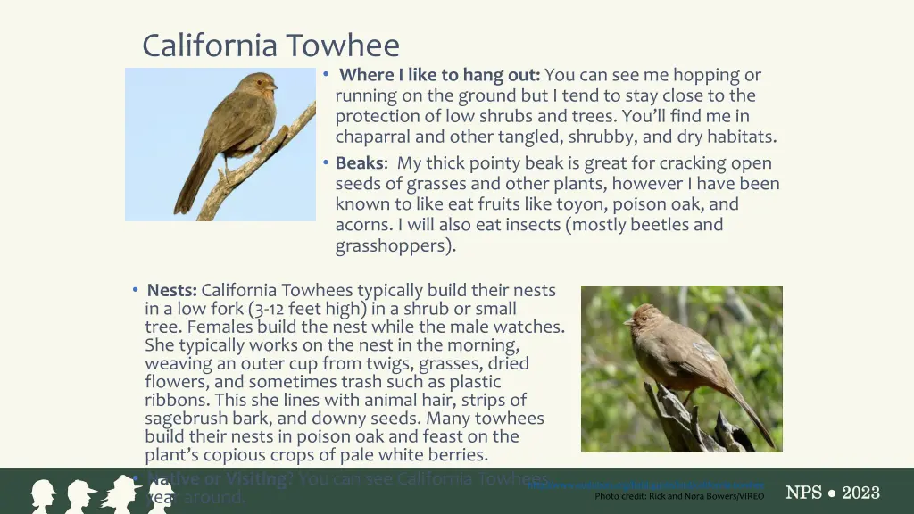 california towhee