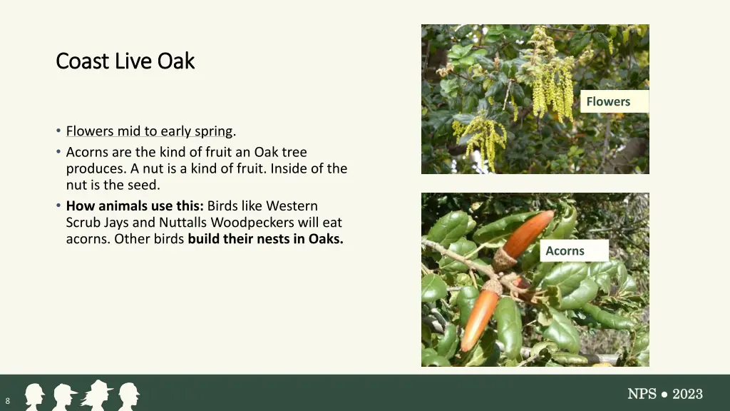 coast live oak coast live oak