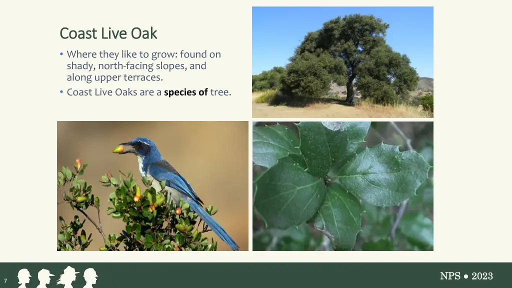 coast live oak coast live oak where they like