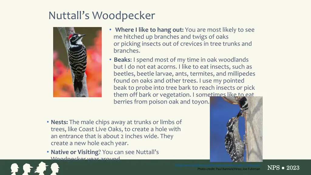 nuttall s woodpecker