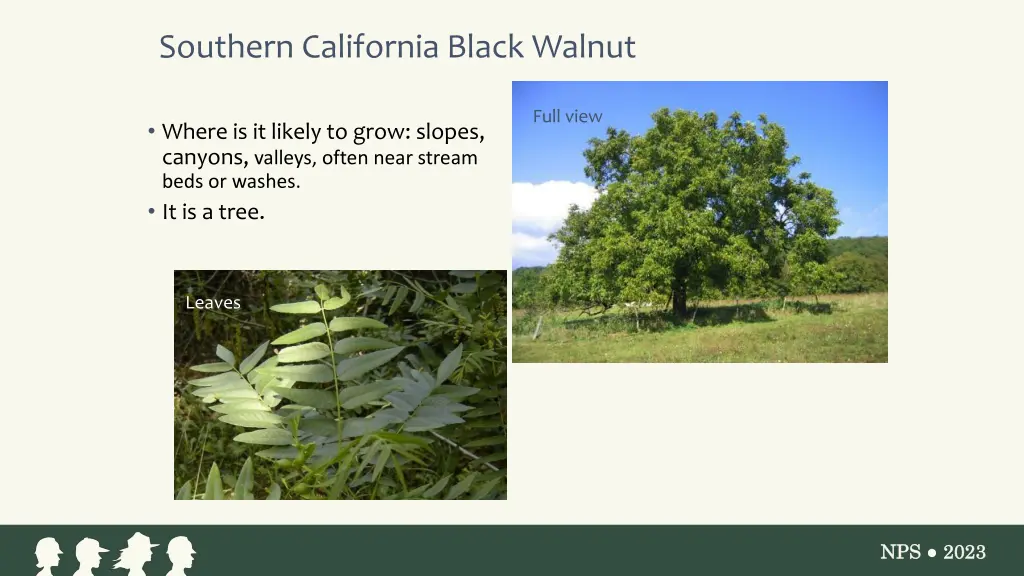 southern california black walnut