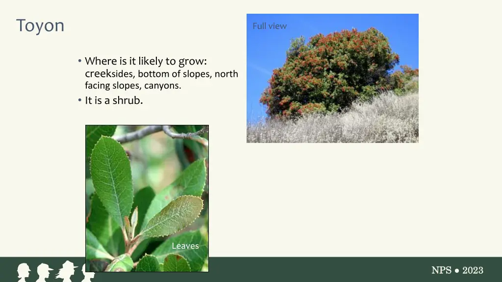 toyon