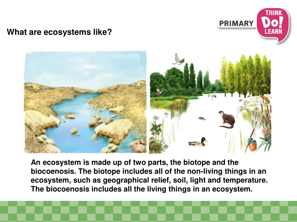 what are ecosystems like