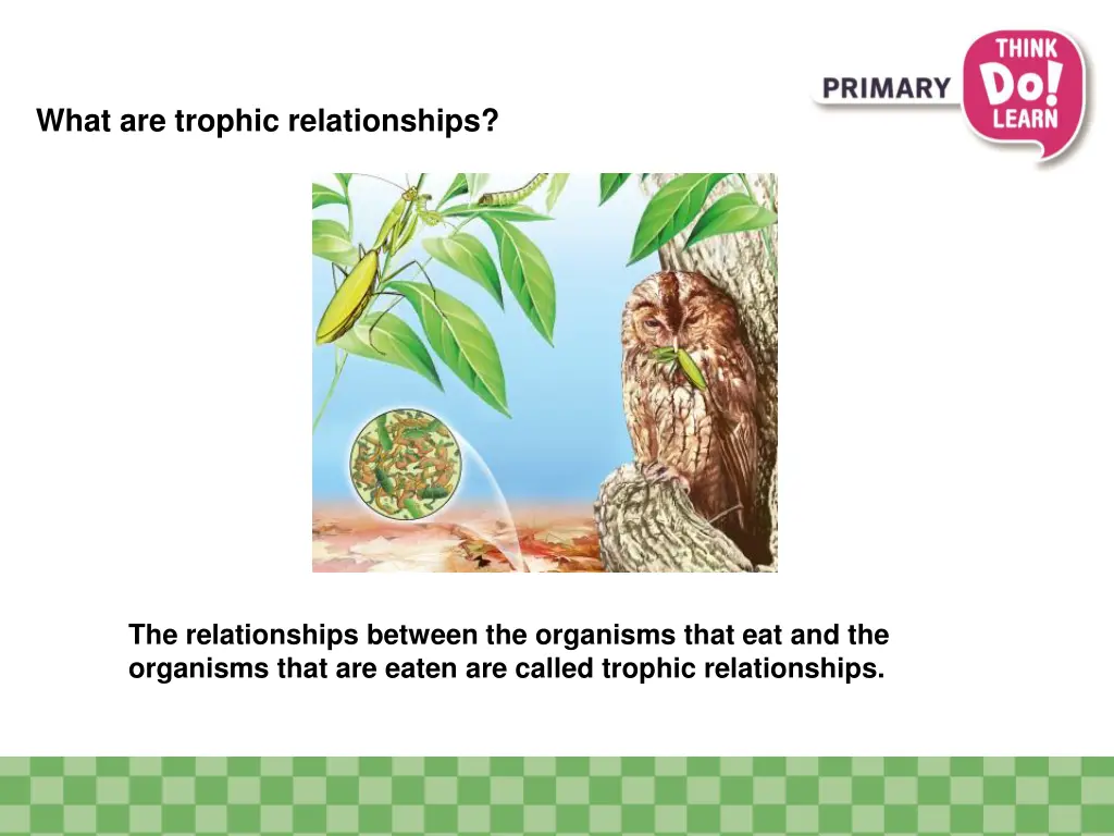 what are trophic relationships