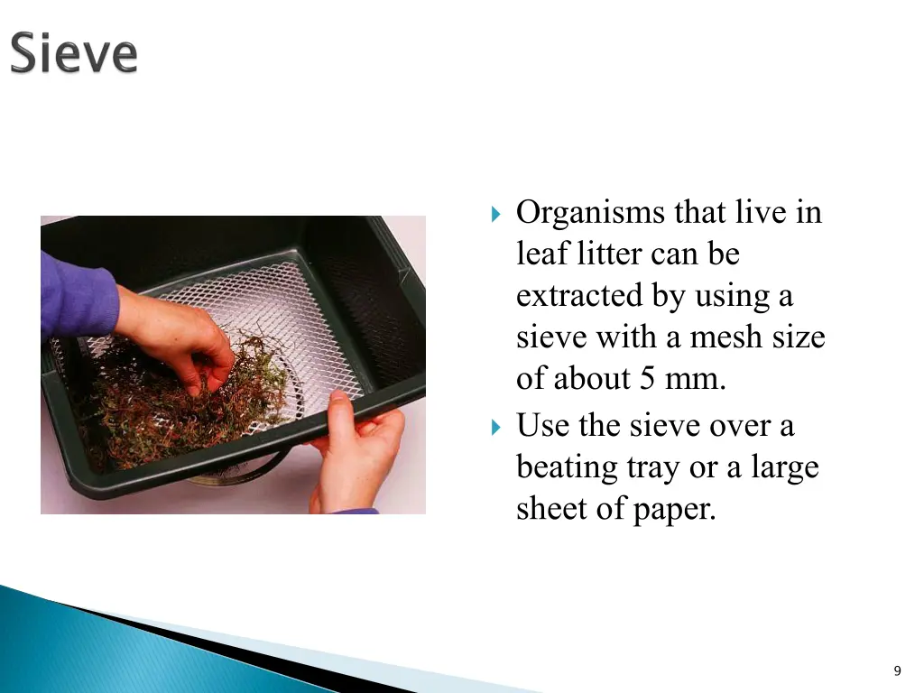 organisms that live in leaf litter