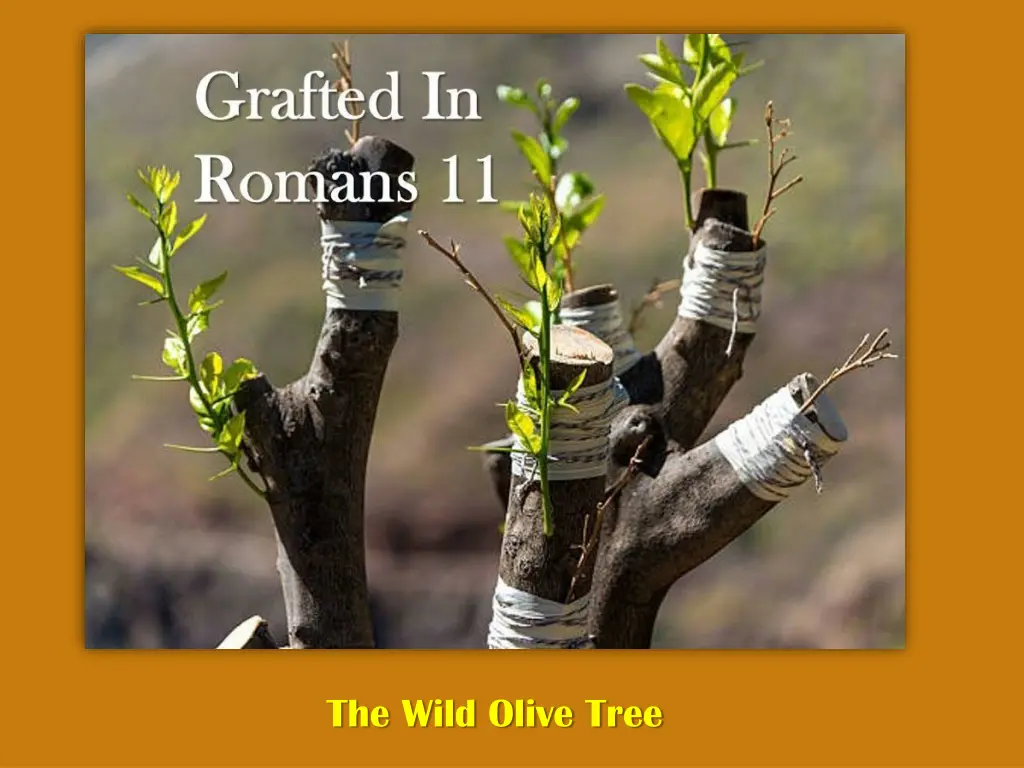 the wild olive tree