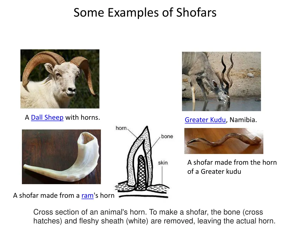 some examples of shofars