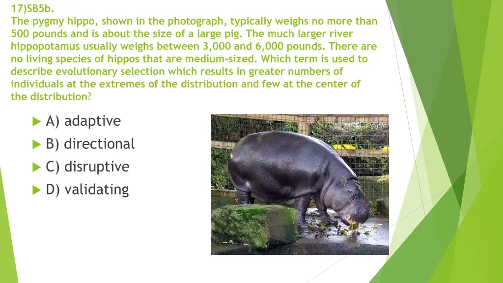 17 sb5b the pygmy hippo shown in the photograph