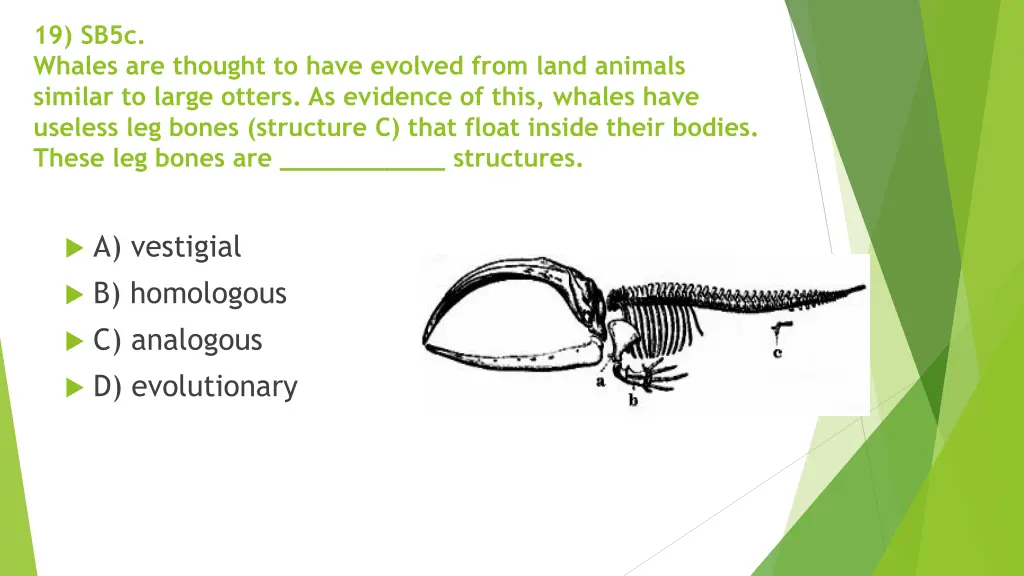 19 sb5c whales are thought to have evolved from