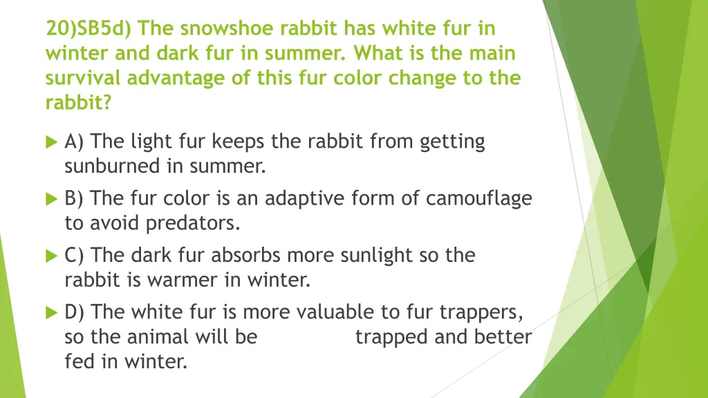 20 sb5d the snowshoe rabbit has white