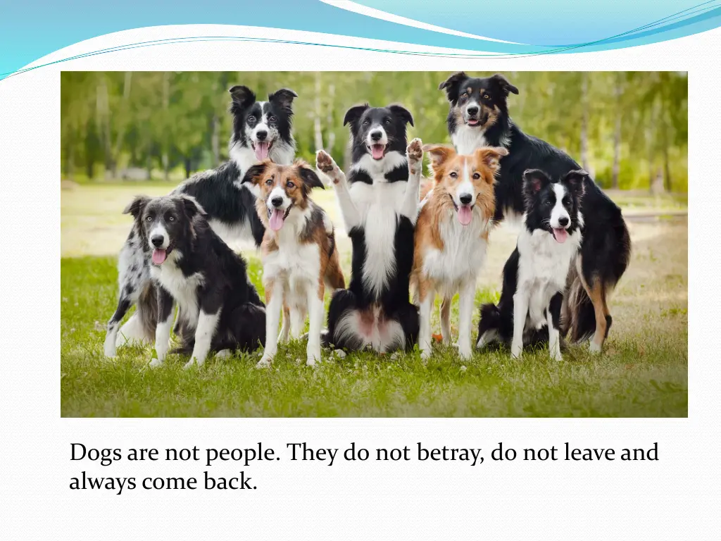 dogs are not people they do not betray