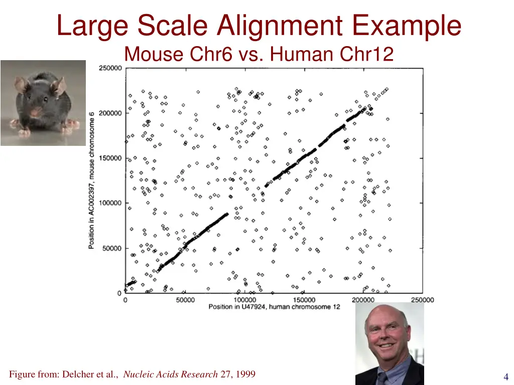 large scale alignment example mouse chr6 vs human