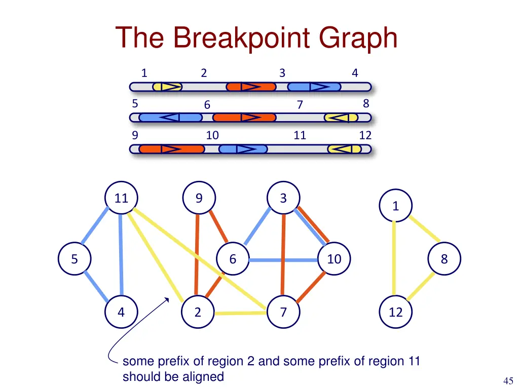 the breakpoint graph