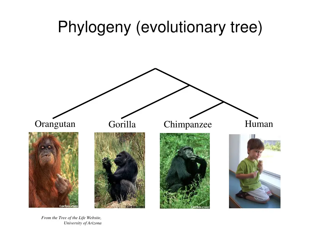 phylogeny evolutionary tree