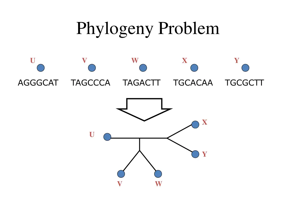 phylogeny problem