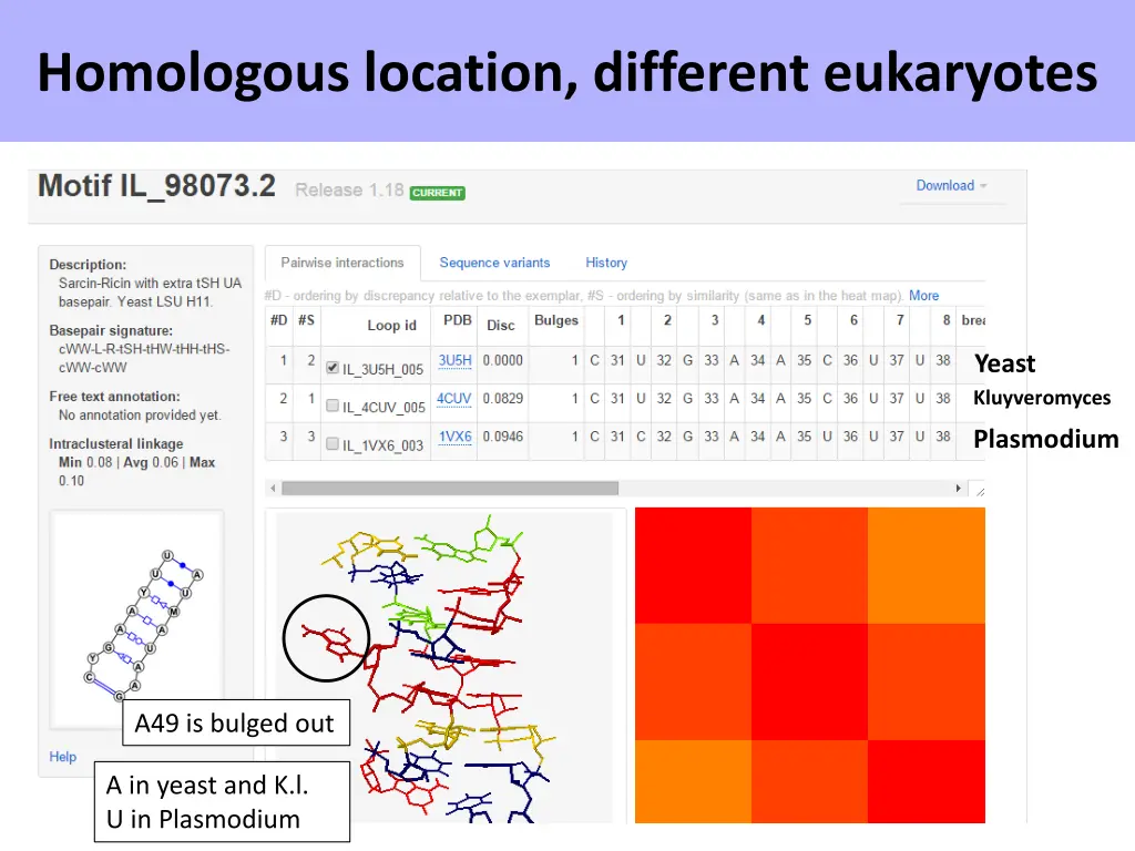 homologous location different eukaryotes