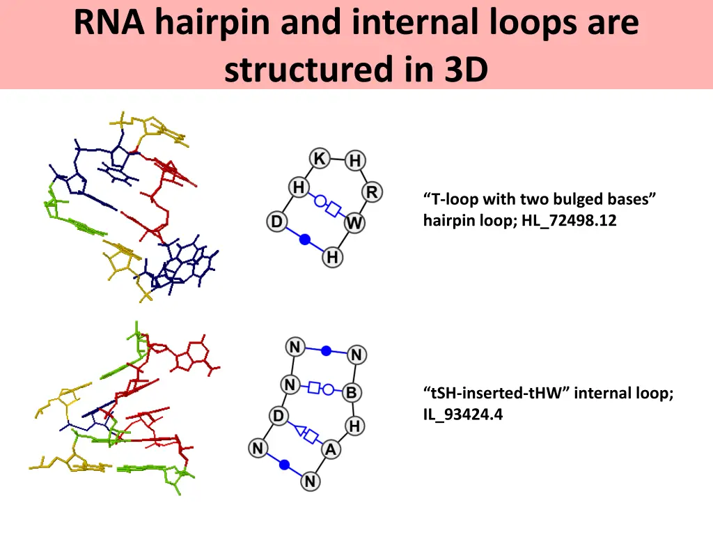 rna hairpin and internal loops are structured