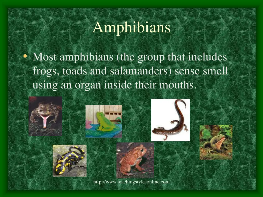 amphibians