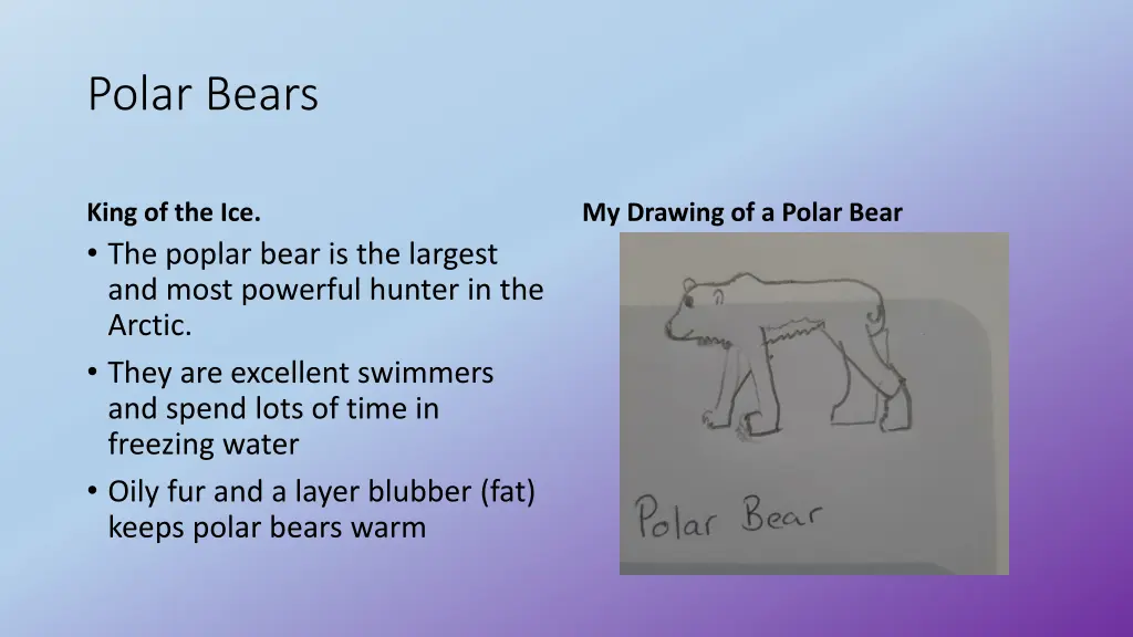 polar bears