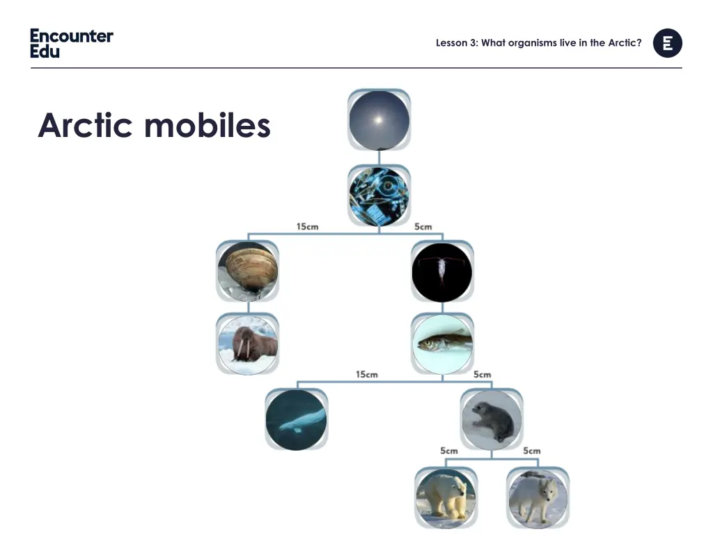 lesson 3 what organisms live in the arctic 11