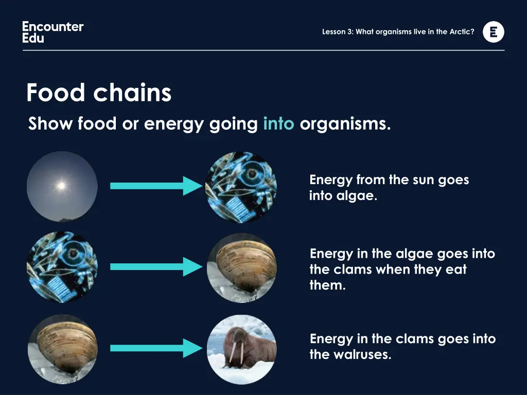 lesson 3 what organisms live in the arctic 6