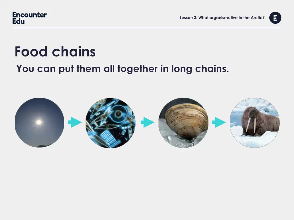 lesson 3 what organisms live in the arctic 7