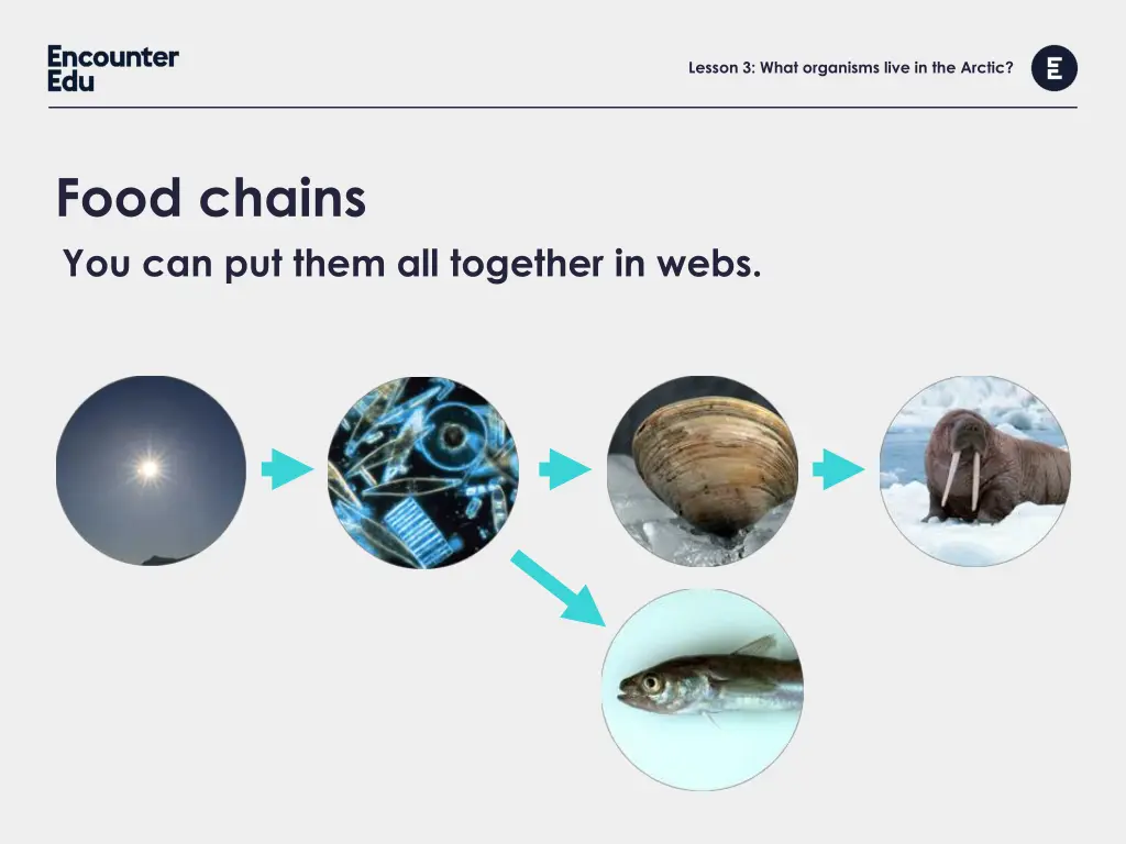 lesson 3 what organisms live in the arctic 8