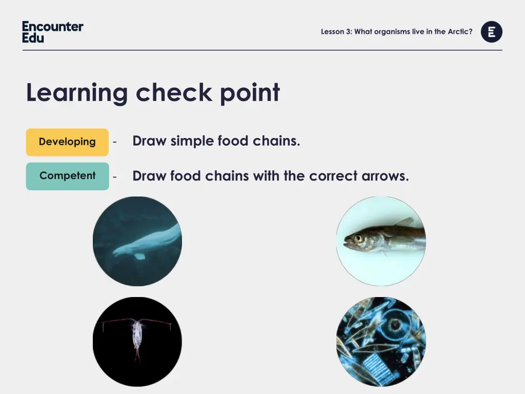 lesson 3 what organisms live in the arctic 9